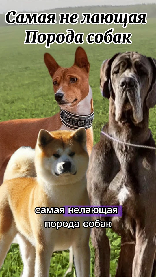 Самая не лающая порода собак #собака #dog #puppy #породысобак #породы # ...