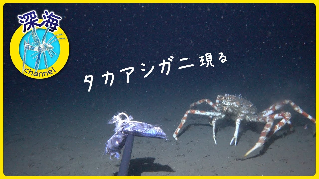 タカアシガニ現る | 深海 465m | 水中カメラ 【004_11】 - YouTube