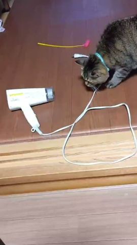 ドライヤー相手に猫パンチしそうでしない猫たち