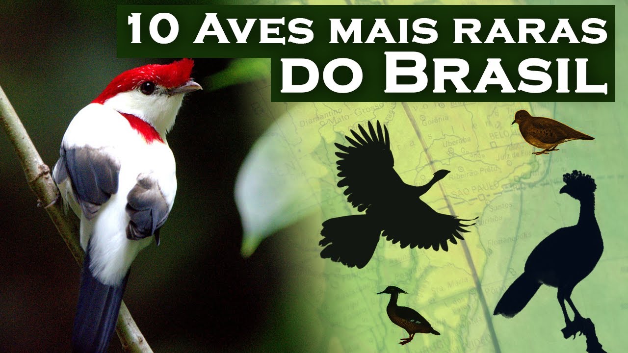 10 AVES MAIS RARAS DO BRASIL – Aves endêmicas extremamente raras, que ainda existem na natureza!