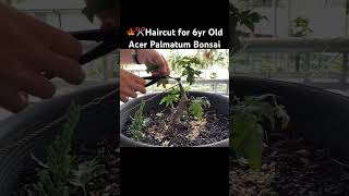 It’s Hard Keeping This Japanese Maple Under Control? gardening bonsai japanesemaple