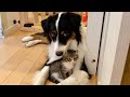 甘えん坊の子猫を子守する犬 A dog that babysits a kitten