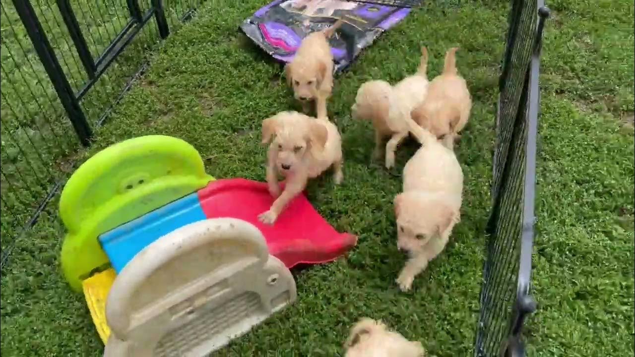 Doodle Run Kennels Movie Monday 6272023 Charity YouTube