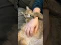 Pregnant cat Basi does not want to let go of her owner, preparing to give birth