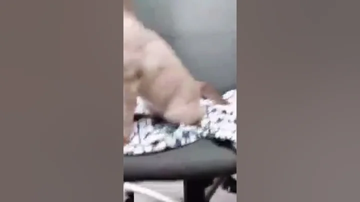 Watch the video about Siamese Cat meowing - so adorable #siamese #siamesecats #siamesecatlovers #funnycutecat #cutecat