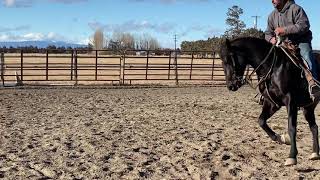 Ruby canter right 12.21.20