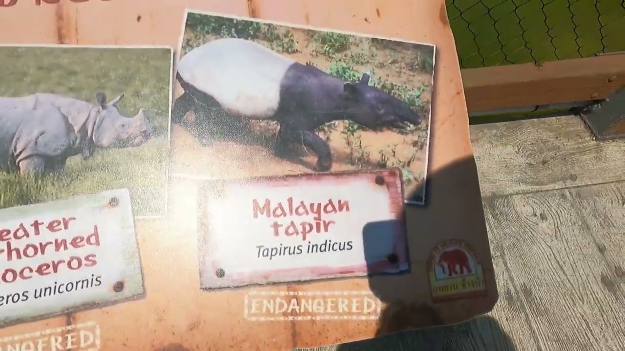 denver zoo experience in june 2022 you need 2 see this