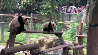 Download Lagu The baby panda almost fell off, but his mother saved him in time MP3 Download Lagu The baby panda almost fell off, but his mother saved him in time MP3