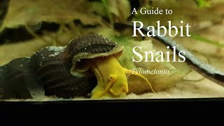 Caring for Rabbit Snails -Tylomelania spp.