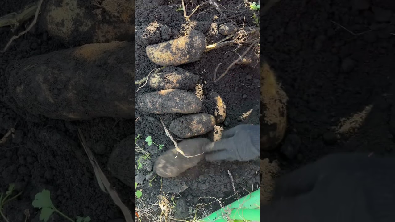 Египетский картофель в Сибири 😱😱😱😱😱 