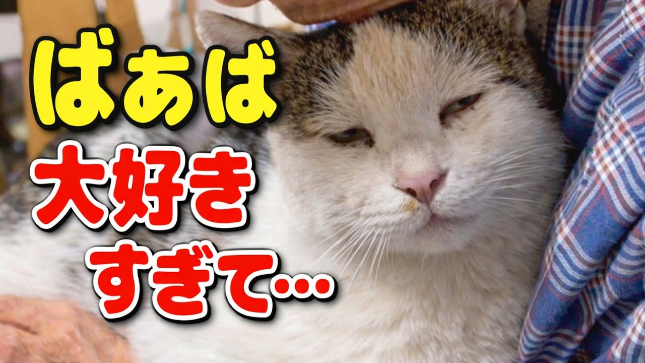 【ばぁばが大好きすぎて】こりゃただのネゴでねえ――母にだけ見せた特別な行動【オリジナルBGM】