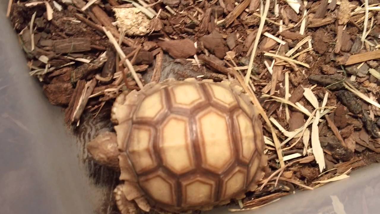 video phone beyonce mp3 Reptile room update w/ new reptile!!!