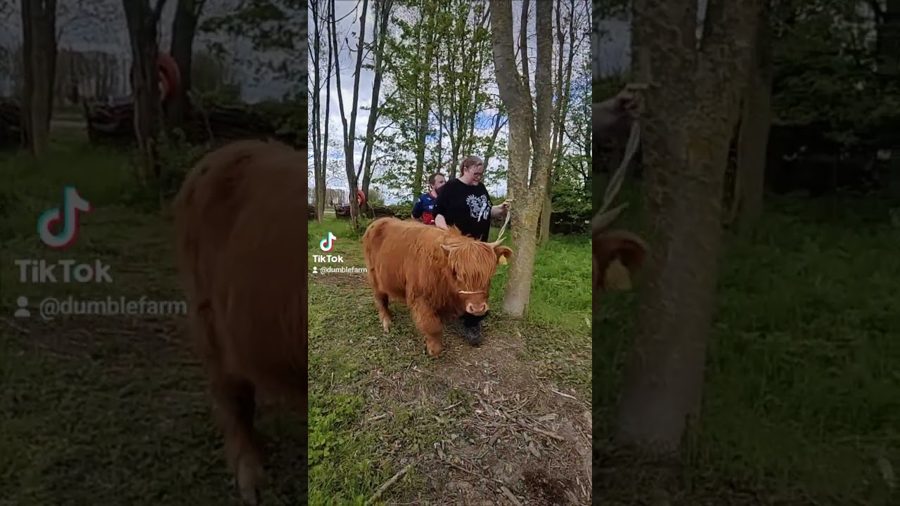 This afternoon's cow cuddling and Highland cow trekking experience with a trial run of the DumbleBus