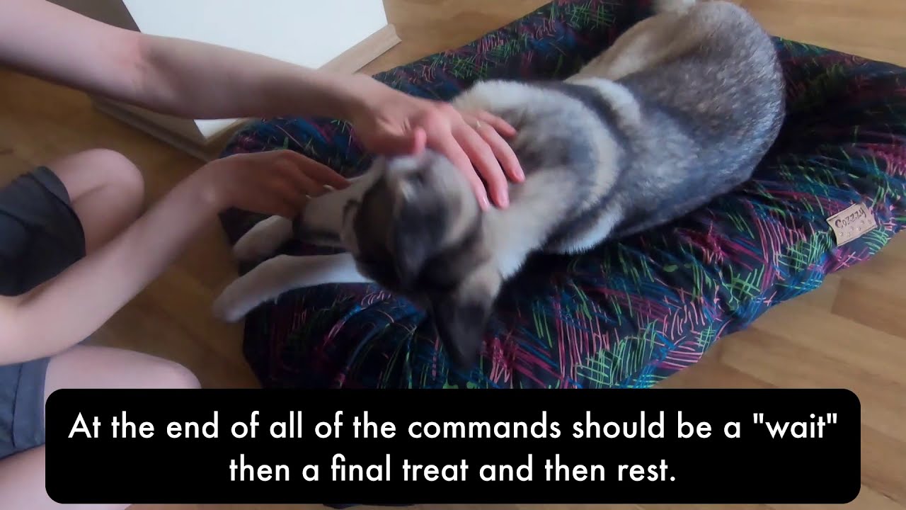 Stopping dog hand chewing techniques 2 From games to tricks YouTube