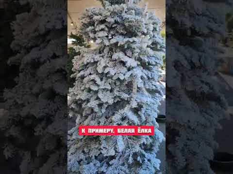 Videó: Karácsonyfafarmok Memphis környékén