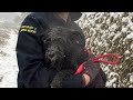 Weak homeless dog wandering in urban river rescued in heavy snow