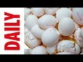Millionen Eier vergiftet: Die wichtigsten Antworten zum Lebensmittel-Skandal | BILD DAILY 4.8.17 Mp3 Song
