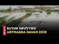 Tovuzda kür çayı daşdı, əkin sahələri sel suları altında qaldı - APA TV