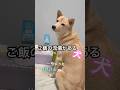 ご飯の流儀を貫く犬#letseat#決まりの多い犬#保護犬と暮らす
