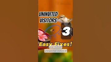 3 Common Bugs at Hummingbird Feeders + Easy Solutions#hummingbirds