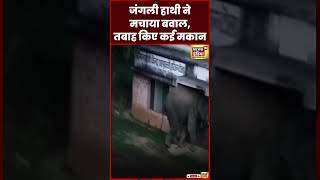 Elephant Viral Video : Jharkhand में जंगली हाथी ने एक गांव में मचाया उत्पात | Wild Animals | shorts