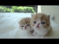 Red Exotic Shorthair Kitten