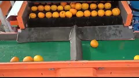 round fruit sorting grading line