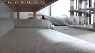 保護ねこの家 カメラ7(机下・おこもり空間) のライブ映像