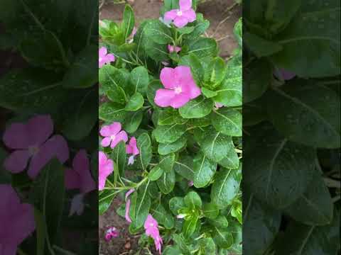 صوت المطر السعودية ورد