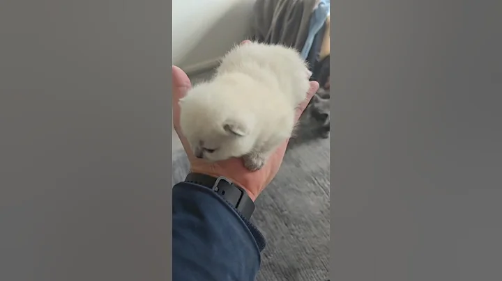 Video 8146921: british shorthair kitten baby, british shorthair blue kitten, cute british shorthair kitten, british shorthair blue point, british shorthair sound