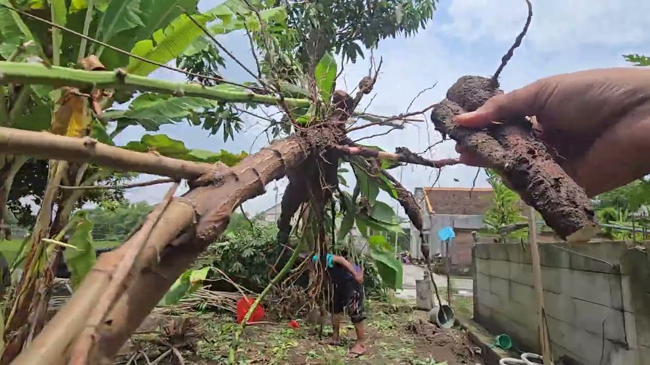 POV Panen Singkong di Kebun Milik Sendiri | Capek, Kotor, tapi Hasil Nyata