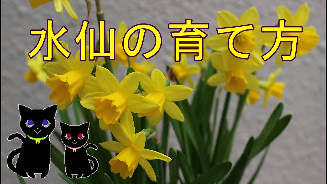 水仙の育て方 Youtube 水仙の育て方 Youtube