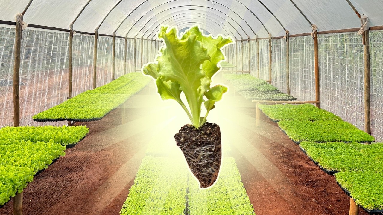 COMO FAZER A MELHOR MUDA DE HORTALIÇA 🌿