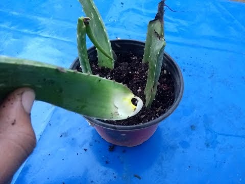 Video: Cultivo de aloe a partir de semillas: aprenda a recolectar semillas de aloe para plantar