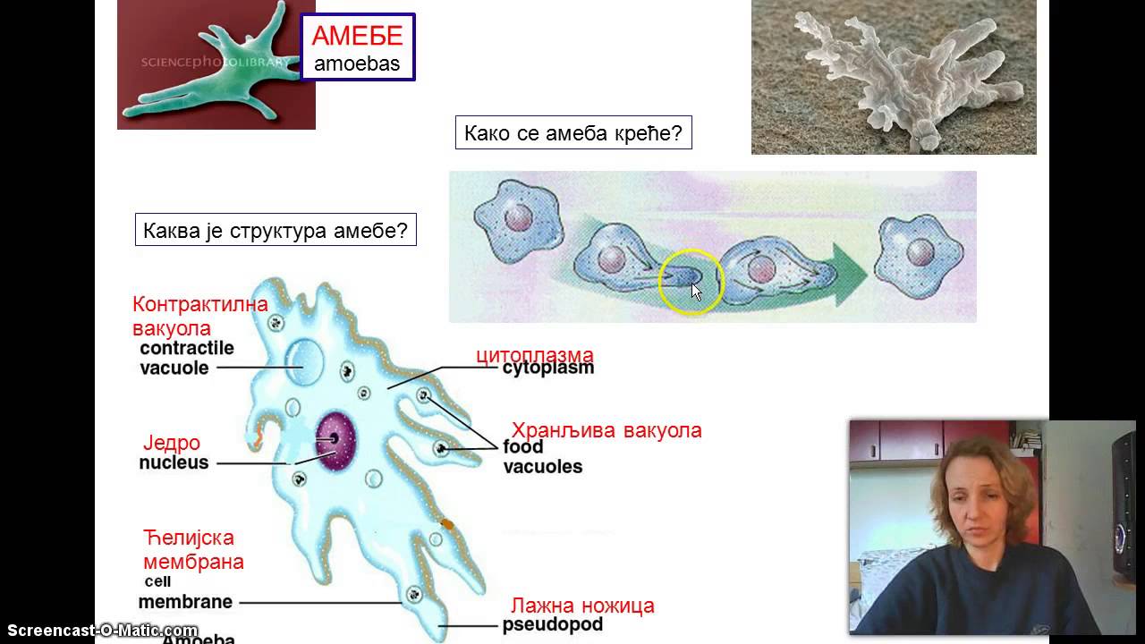Izokrenuta učionica - Praživotinje