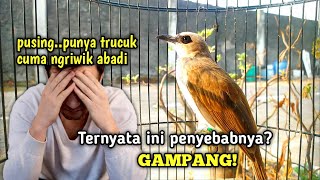 3 Hal Penyebab Trucuk cuma Ngriwik aja tidak Kunjung ngropel dan Bonang