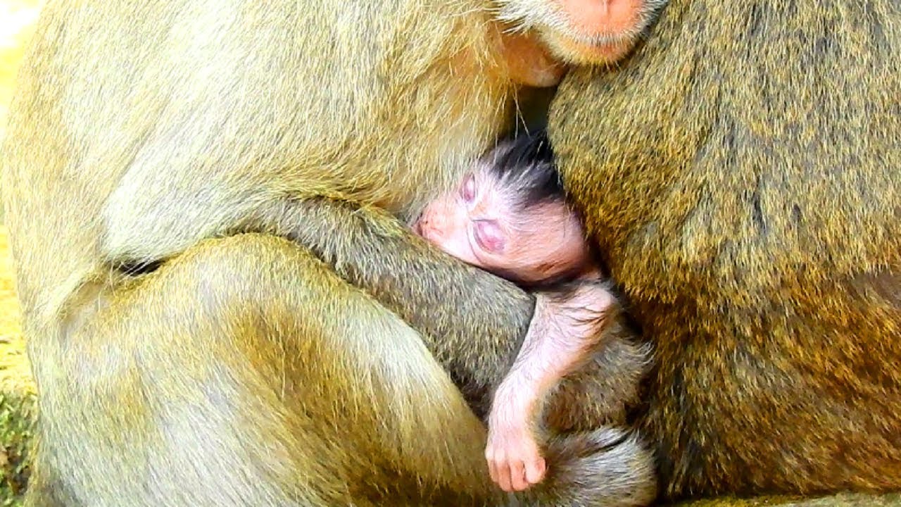 What's Wrong On Barbi Monkey Like This? Why Barbi Not Move, Stand Still So Long!