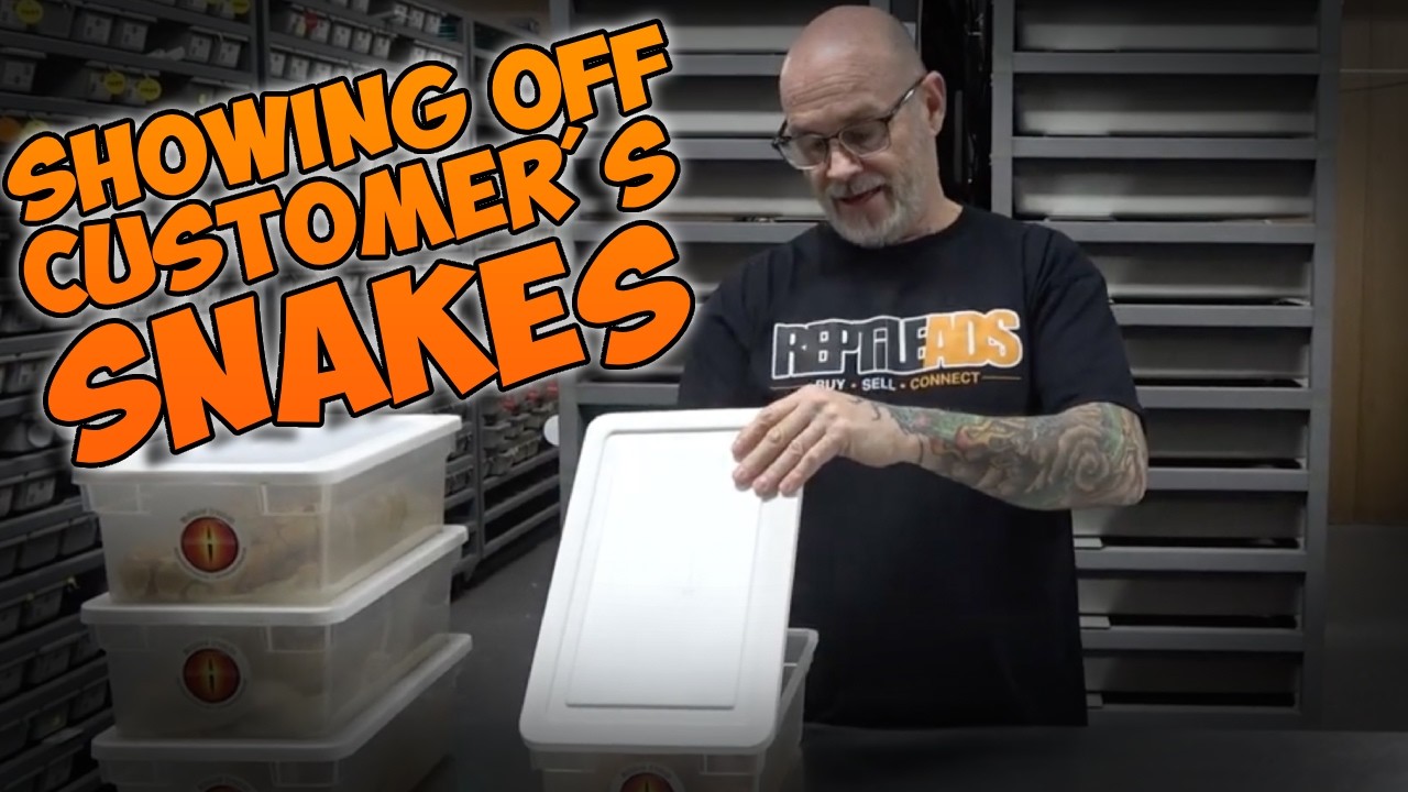 SNAKES!!!!!  Showing off snakes that some customers bought before shipping them!