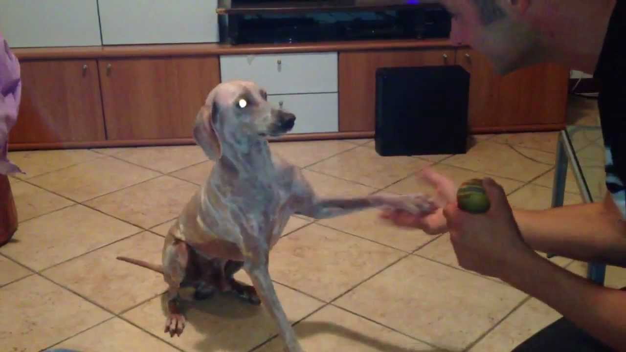 Cane batte il 5 YouTube