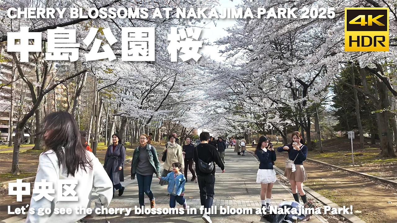 🇯🇵桜満開！中島公園 春の散歩 2025 / 日本 北海道 札幌市 [4K HDR Binaural ASMR]
