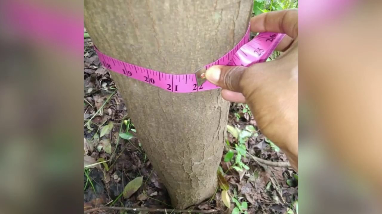 Mahogany plantation in ANANTPURAM |