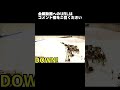 【ロボット格闘技】 Humanoid robot battle "ROBO FIGHT 25 [Light Class]" / Satsuki-Unit1 VS Altair Lily #Shorts
