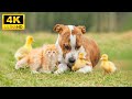 Baby Animals 4K - The Closeness Of Small Animals In The Natural World With Relaxing Music