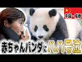 【号泣】中国•成都で赤ちゃんパンダ見に行ったら、日本と違いすぎて驚きました…
