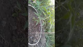 Mariwana (gaja)weed growing outdoors in nepal