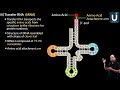 Structure of transfer RNA - Biology - Ucademy E Learning App