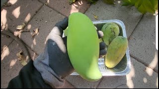 Ataulfo Rootstocks - October 2024 California