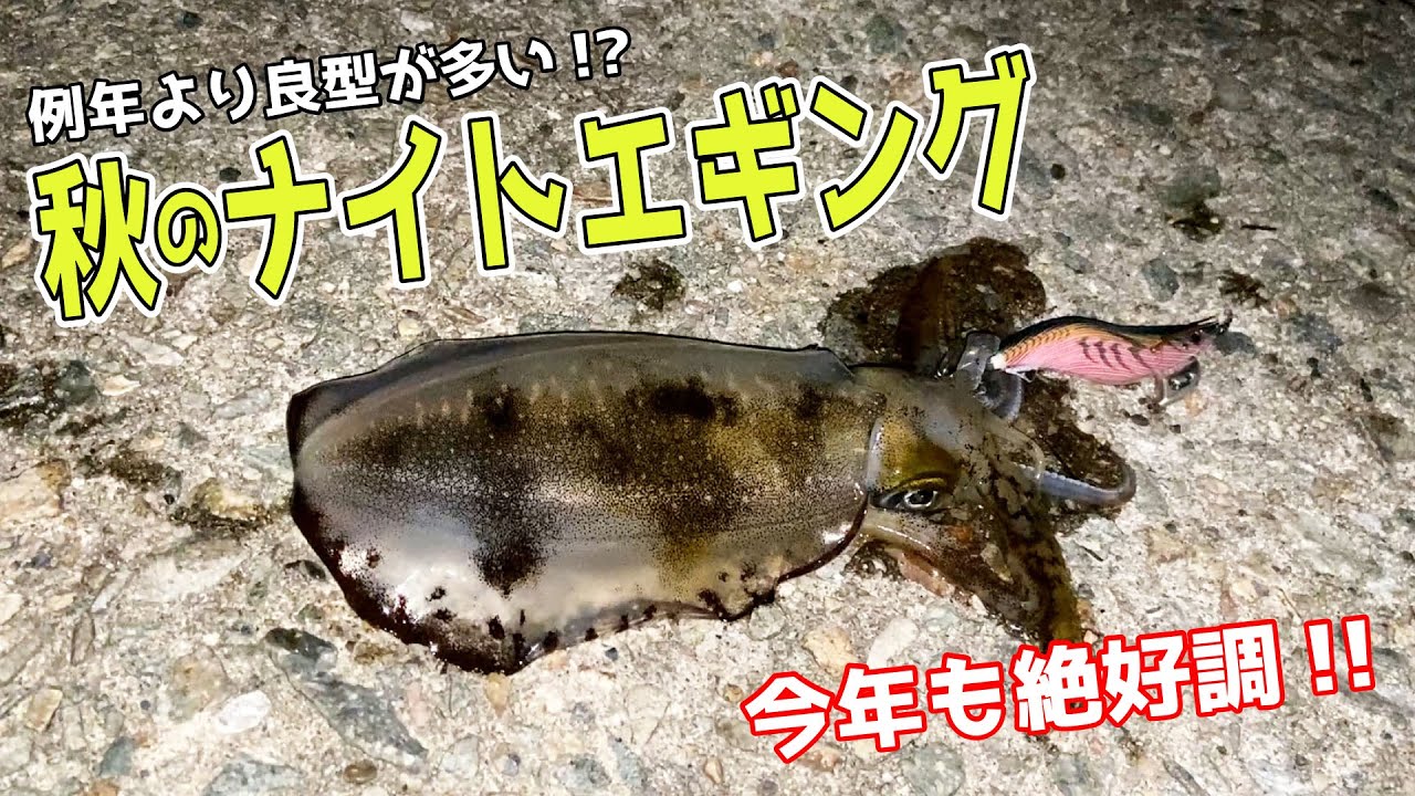 ナイトエギングで佐渡の秋イカを攻略する Youtube