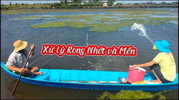 BÍ KIẾP DIỆT "RONG NHỚT, RONG MỀM"- TỰ TAN KHÔNG GÂY THỐI NƯỚC, ẢNH HƯỞNG TÔM- CUA, SÒ HUYẾT, ỐC GẠO