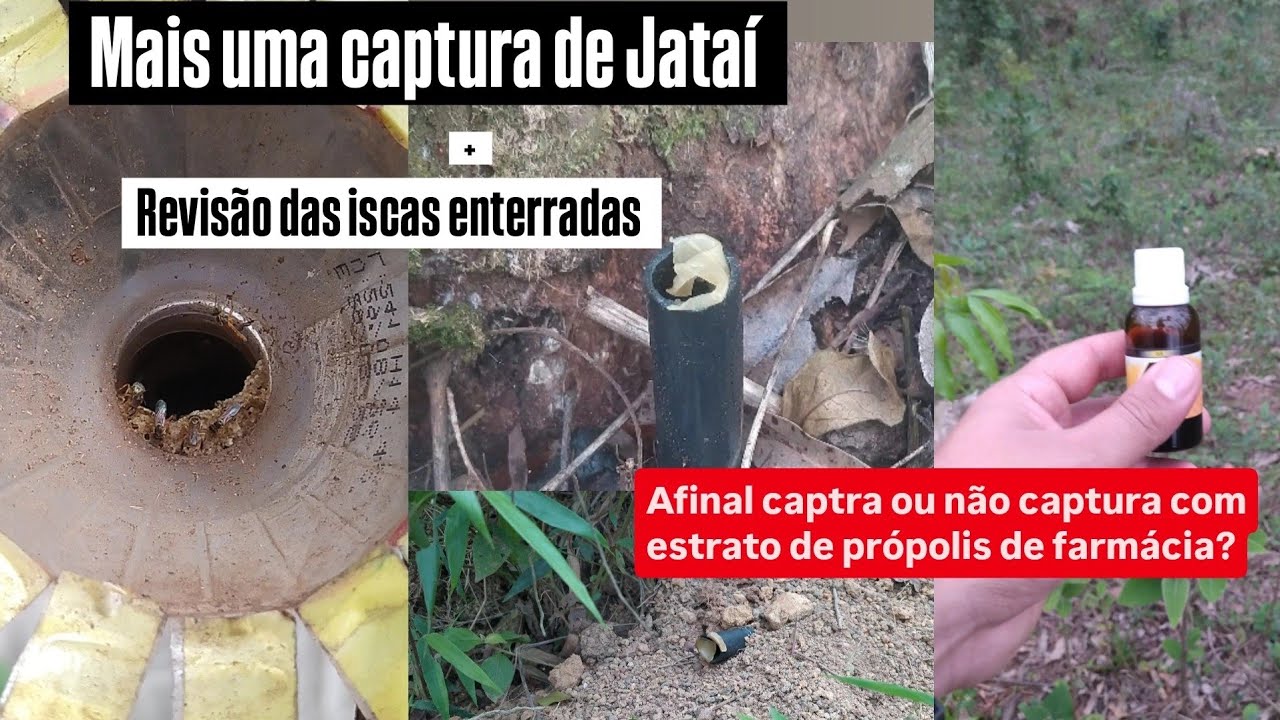 Revisão das iscas enterradas + uma captura pro canal e será que estrato de própolis captura abelha .